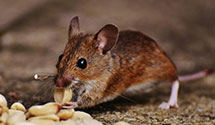 24 Hour & Emergency Exterminators in Vandervoort, AR
